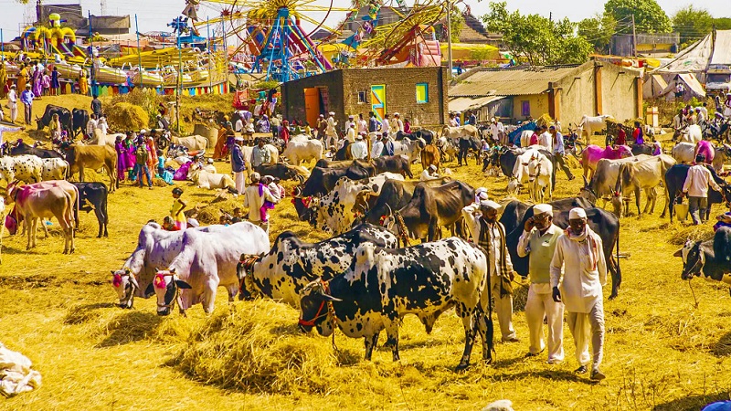 Nagaur Cattle Fair Rajasthan